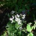 Lesser Snakeroot